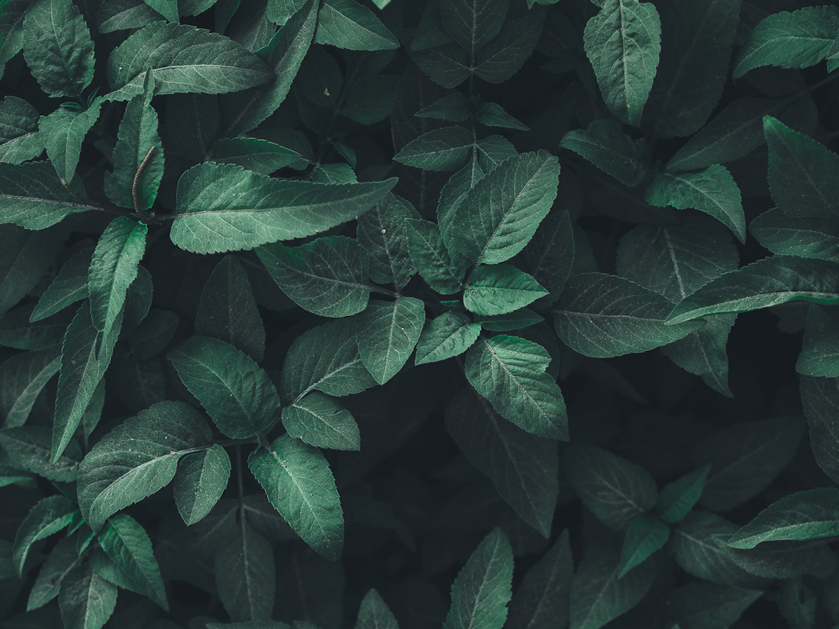 Plants.jpg